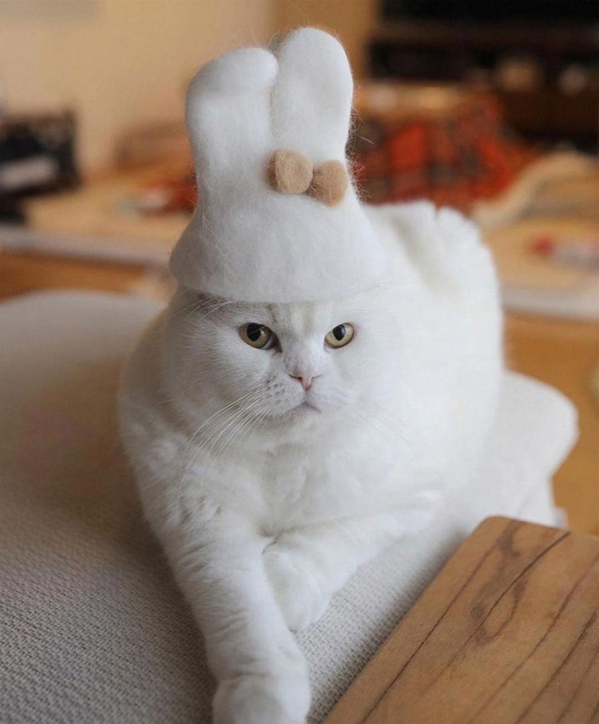 Кот с ушами зайца