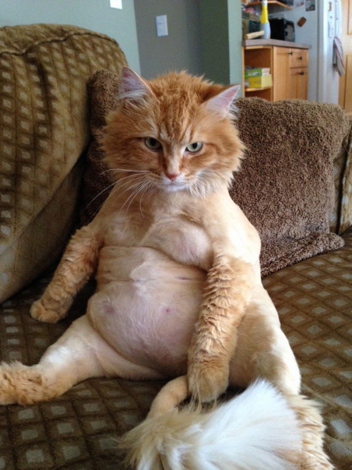 Кот толстяк. Смешное фото котов