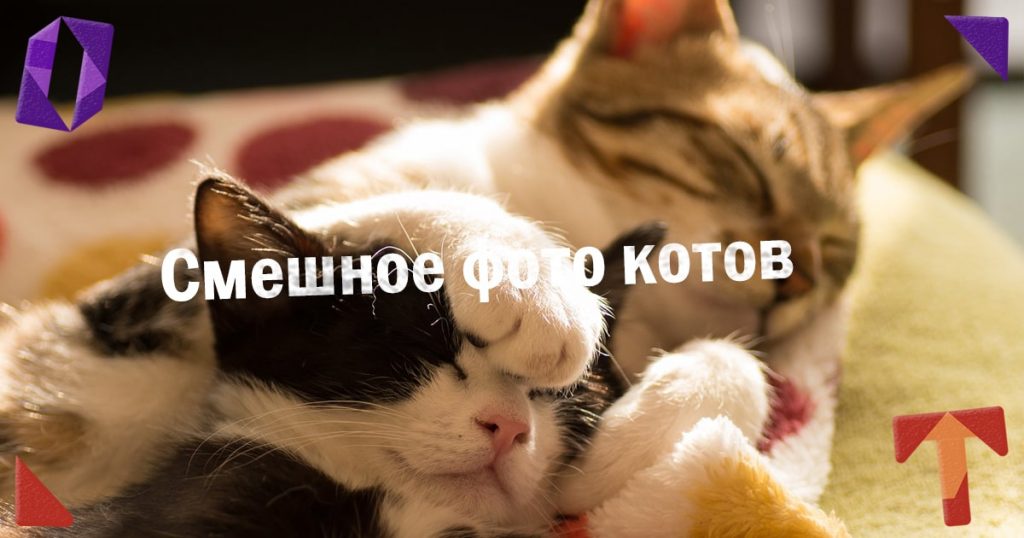 Смешное фото котов. Подборка. Obmentovarov
