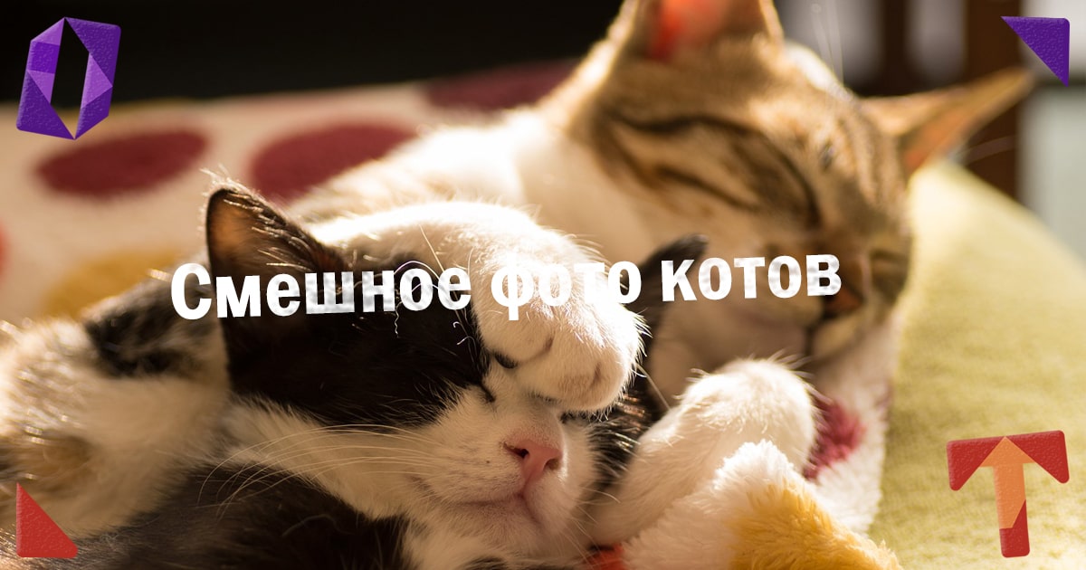 Смешное фото котов. Подборка. Obmentovarov