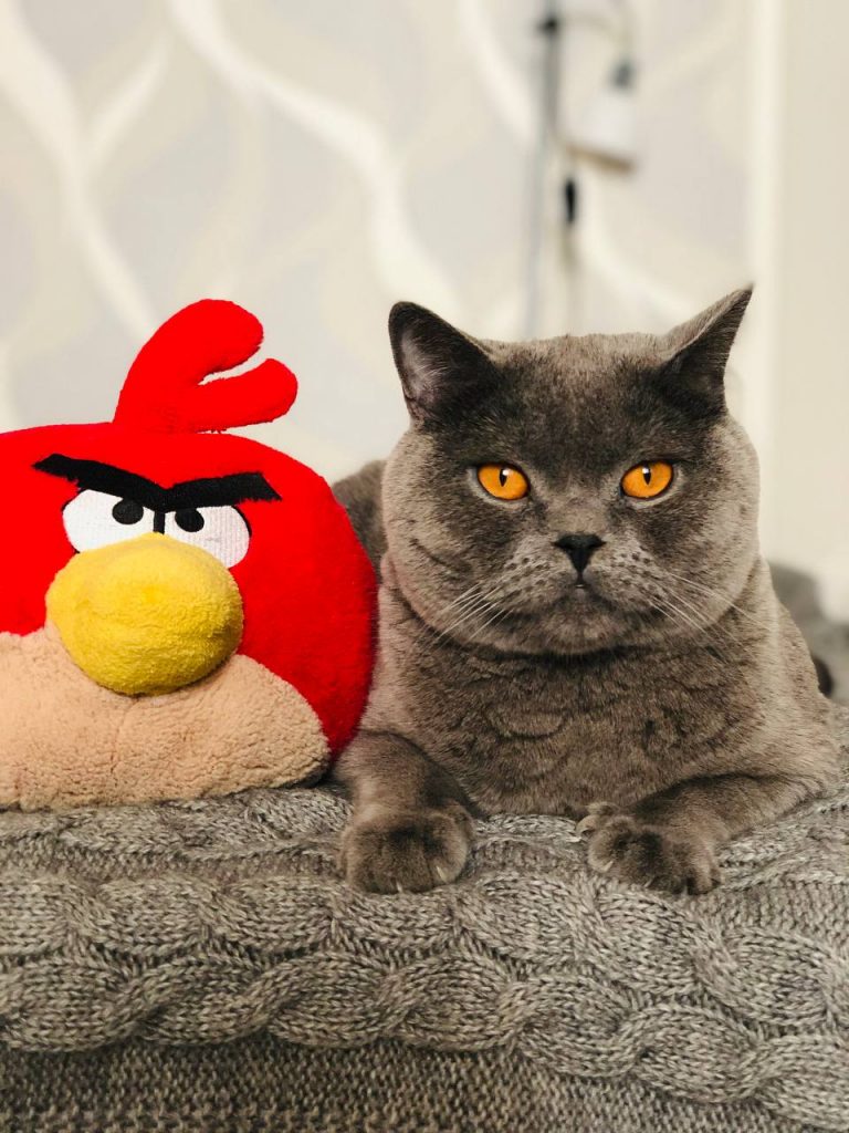 Кот Buffon и Angry Birds